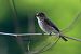 Pigliamosche (Muscicapa striata) © Pier Podavini