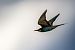 Gruccione (Merops apiaster) © Pier Podavini
