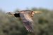 Airone rosso (Ardea purpurea) © Maurizio Parenti