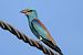 Ghiandaia marina (Coracias garrulus) © Maurizio Parenti
