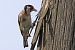 Cardellino (Carduelis carduelis) © Maurizio Parenti