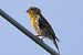 Verzellino (Serinus serinus) © Maurizio Parenti