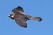 Falco cuculo (Falco vespertinus) © Maurizio Parenti
