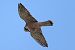 Falco cuculo (Falco vespertinus) © Maurizio Parenti