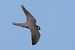 Lodolaio (Falco subbuteo) © Maurizio Parenti