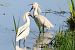Spatola (Platalea leucorodia) © Maurizio Parenti
