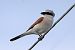 Averla piccola (Lanius collurio) © Maurizio Parenti