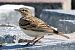Calandrella (Calandrella brachydactyla) © Maurizio Parenti