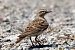 Calandrella (Calandrella brachydactyla) © Maurizio Parenti