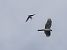 Sparviere (Accipiter nisus) © Massimo Angei