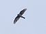 Sparviere (Accipiter nisus) © Massimo Angei