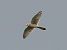 Gheppio (Falco tinnunculus) © Massimo Angei