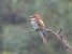 Gruccione (Merops apiaster) © Massimo Angei