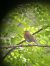 Pettirosso (Erithacus rubecula) © Chiara Asllani