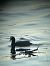 Folaga (Fulica atra) © Chiara Asllani