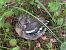 Buchfink (Fringilla coelebs) © Chiara Asllani