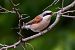 Averla piccola (Lanius collurio) © Giovanni Fontana
