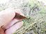 Calopteryx virgo  - Fausto Leandri