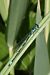Coenagrion pulchellum © Fausto Leandri