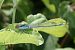 Erythromma viridulum © Fausto Leandri