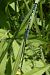 Coenagrion pulchellum  - Fausto Leandri