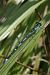 Coenagrion pulchellum © Fausto Leandri