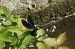 Calopteryx virgo © Fausto Leandri