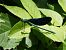 Calopteryx virgo © Fausto Leandri