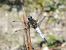 Libellula fulva © Fausto Leandri