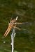 Libellula fulva © Fausto Leandri