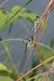 Platycnemis pennipes  - Fausto Leandri