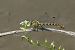Onychogomphus forcipatus © Fausto Leandri