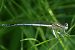 Platycnemis pennipes © Fausto Leandri