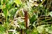 Libellula fulva © Fausto Leandri