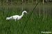 Garzetta (Egretta garzetta) © Paolo Deimichei