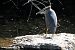 Nitticora (Nycticorax nycticorax) © Paolo Deimichei