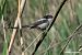 Long-tailed Tit  - Paolo Deimichei