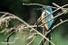 Martin pescatore (Alcedo atthis) © Paolo Deimichei