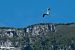 Airone cenerino (Ardea cinerea) © Paolo Deimichei