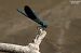 Calopteryx splendens © Paolo Deimichei