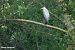 Airone cenerino (Ardea cinerea) © Paolo Deimichei