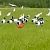 Ibis scarlatto (Eudocimus ruber) Anonimo