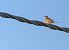 Ortolano (Emberiza hortulana) © Franco Paci