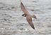 Eurasian Hobby (Falco subbuteo) © Fabio Moretto