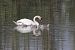 Cigno reale (Cygnus olor) © Fabio Moretto