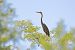 Airone rosso (Ardea purpurea) © Fabio Moretto