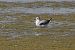 Little Gull (Hydrocoloeus minutus) © Fabio Moretto