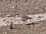 Corriere piccolo (Charadrius dubius) © Ivano Caldon