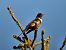 Merlo dal collare (Turdus torquatus) © Ivano Caldon