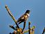 Merlo dal collare (Turdus torquatus) © Ivano Caldon